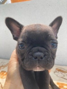 フレンチブルドッグ【大分県・男の子・2022年3月13日・ブリンドル】の写真「性格の良い元気な男の子」