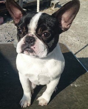 フレンチブルドッグ【大分県・女の子・2021年6月9日・パイド】の写真「可愛い顔た女の子コンパクト3月2日現在5.6kｋg」