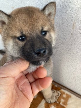 柴犬(標準サイズ)【大分県・男の子・2021年11月11日・赤】の写真「性格の良い男の子です」