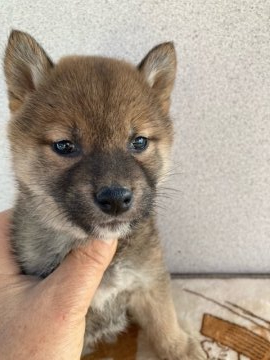 柴犬(標準サイズ)【大分県・女の子・2021年11月11日・赤】の写真「性格の良い女の子です。」
