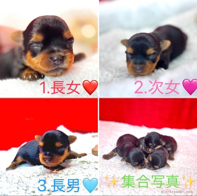 石川恵ブリーダーのブログ：💖ヨーキー立夏ベビー順調です💖