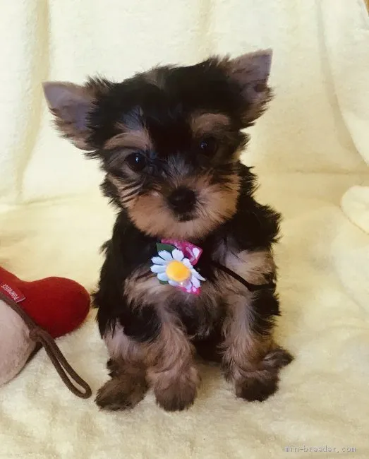 ID：1908-02070の子犬