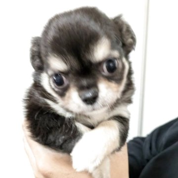 チワワ(ロング)【愛知県・女の子・2025年10月18日・ブラックタン&クリーム】の写真「おとなしいけど愛嬌はあります😁」