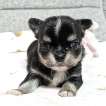 チワワ(ロング)【愛知県・男の子・2025年10月18日・ブラックタンクリーム】の写真「超絶イケメンくんです♪」