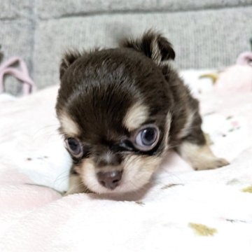 チワワ(ロング)【愛知県・女の子・2025年10月2日・チョコレートタン】の写真「チョコレートの美人さん❤️」