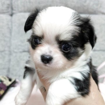 チワワ(ロング)【愛知県・女の子・2025年10月18日・ホワイトアンドブラックタン】の写真「ポチャポチャのかわい子ちゃん💕」