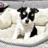 チワワ(ロング)