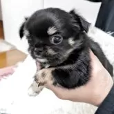 チワワ(ロング)【愛知県・女の子・2025年10月20日・ブラックタン】の写真4