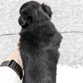 チワワ(ロング)【愛知県・女の子・2025年10月20日・ブラックタン】の写真6