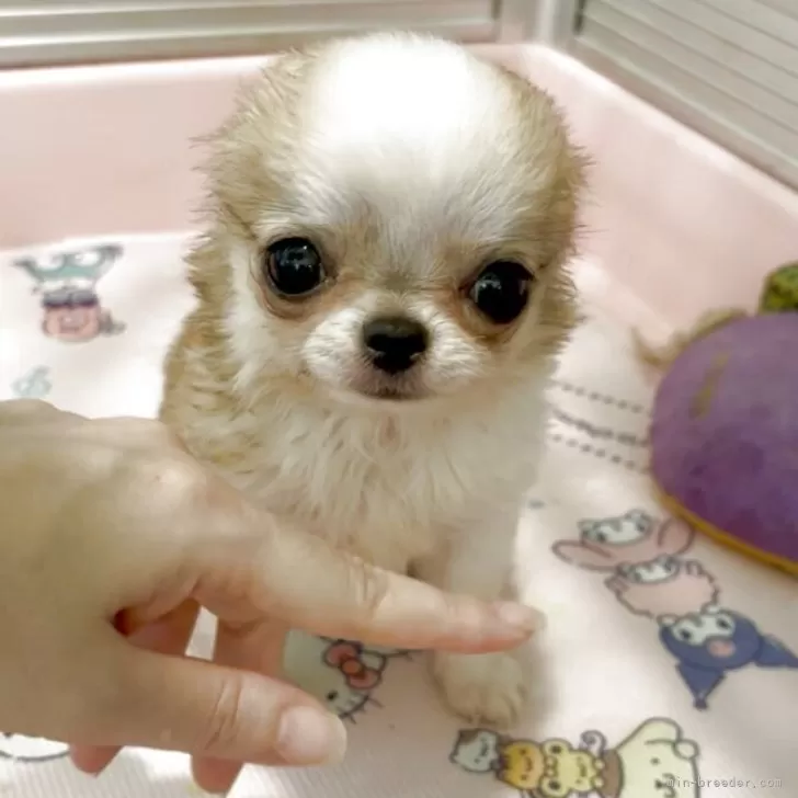 SACHI 様のお迎えした子犬