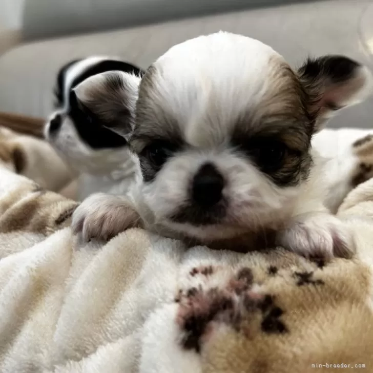 S.T 様のお迎えした子犬