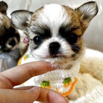 チワワ(ロング)【大阪府・男の子・2025年3月12日・レッドアンドホワイト】の写真「超スペシャルかわいい♡小さな王子様♡ぬいぐるみ」