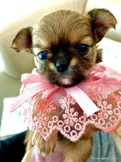 ID：2111-02611の子犬