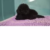 タイニープードル【群馬県・男の子・2025年7月31日・ブラック】の写真10