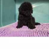 タイニープードル【群馬県・男の子・2025年7月31日・ブラック】の写真11