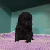 タイニープードル【群馬県・男の子・2025年7月31日・ブラック】の写真12