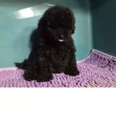 タイニープードル【群馬県・男の子・2025年7月31日・ブラック】の写真5