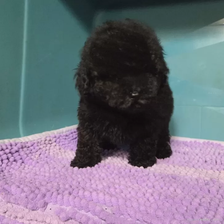 タイニープードル【群馬県・男の子・2025年7月31日・ブラック】の写真1