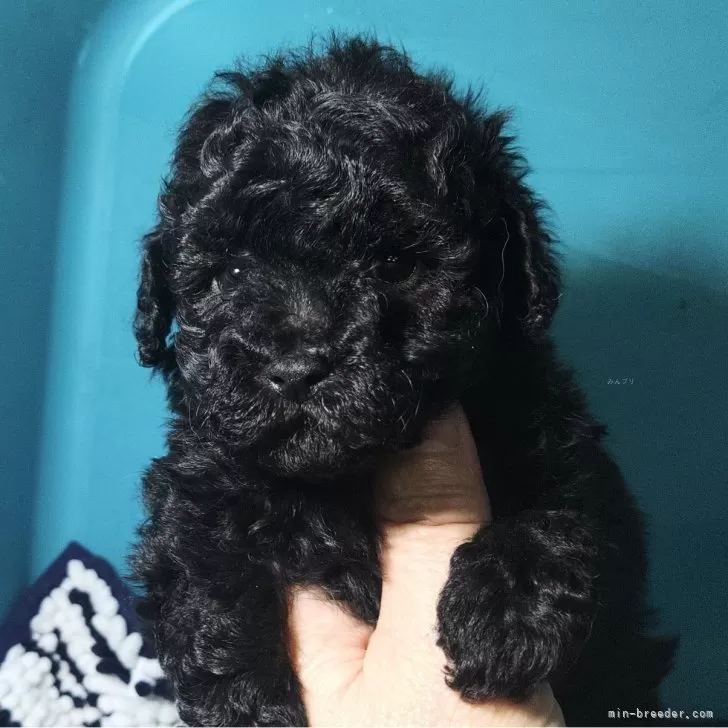 ID：2501-06520の子犬