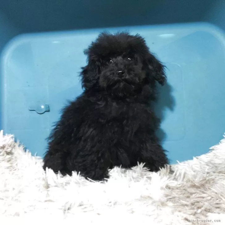 紺碧 様のお迎えした子犬