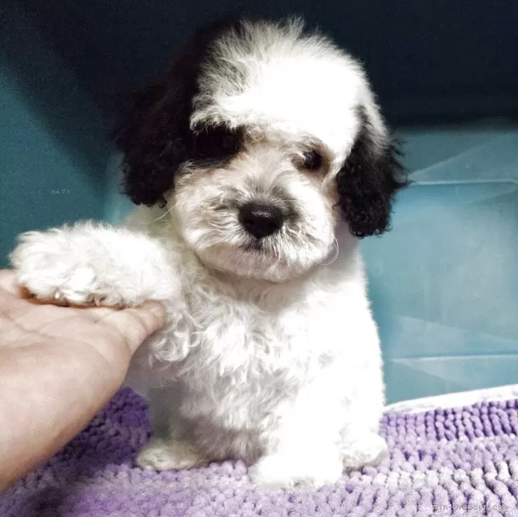 ID:2508-07032の子犬