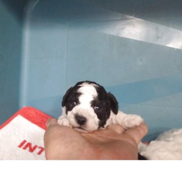 ビショプー(トイプードル×ビションフリーゼ)【群馬県・男の子・2025年10月25日・ブラック&ホワイト】の写真「ふわふわもこもこ男子」