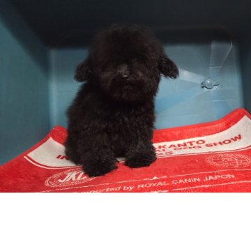 タイニープードル【群馬県・男の子・2025年7月31日・ブラック】の写真「ふわふわもこもこﾁﾋﾞ男子」