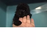タイニープードル