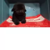 タイニープードル【群馬県・男の子・2025年7月31日・ブラック】の写真2