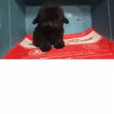 タイニープードル【群馬県・男の子・2025年7月31日・ブラック】の写真3