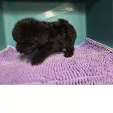 タイニープードル【群馬県・男の子・2025年7月31日・ブラック】の写真3