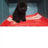 タイニープードル【群馬県・男の子・2025年7月31日・ブラック】の写真4