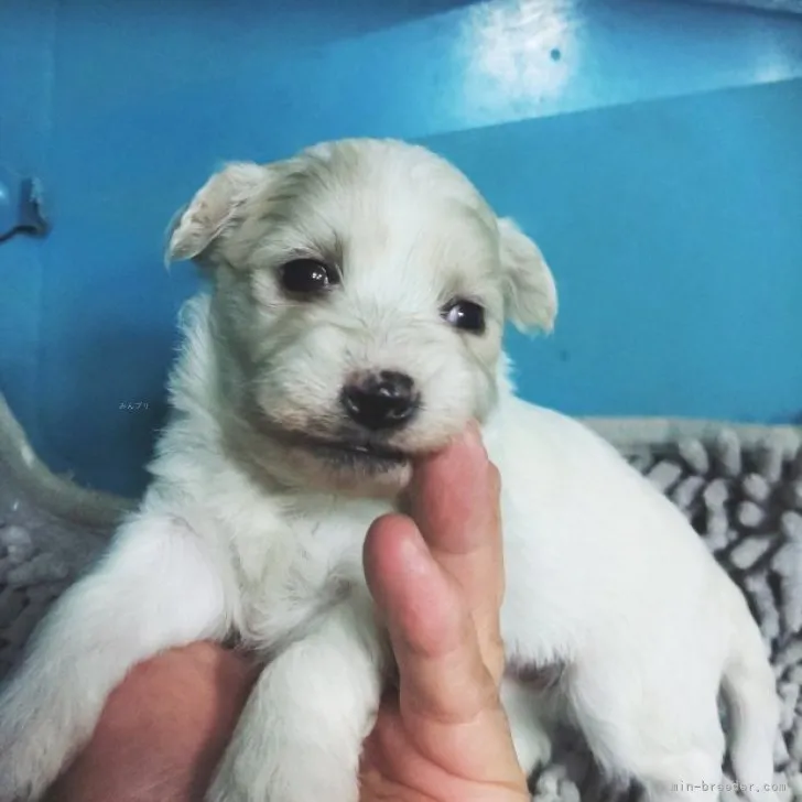 ID：2311-02797の子犬