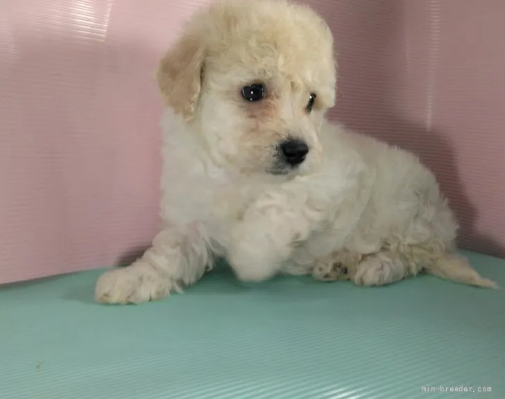 ID:2112-02905の子犬