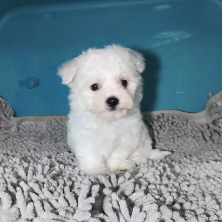 ID：2311-02803の子犬
