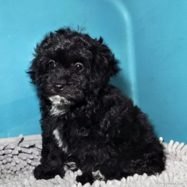 ID：2302-03140の子犬