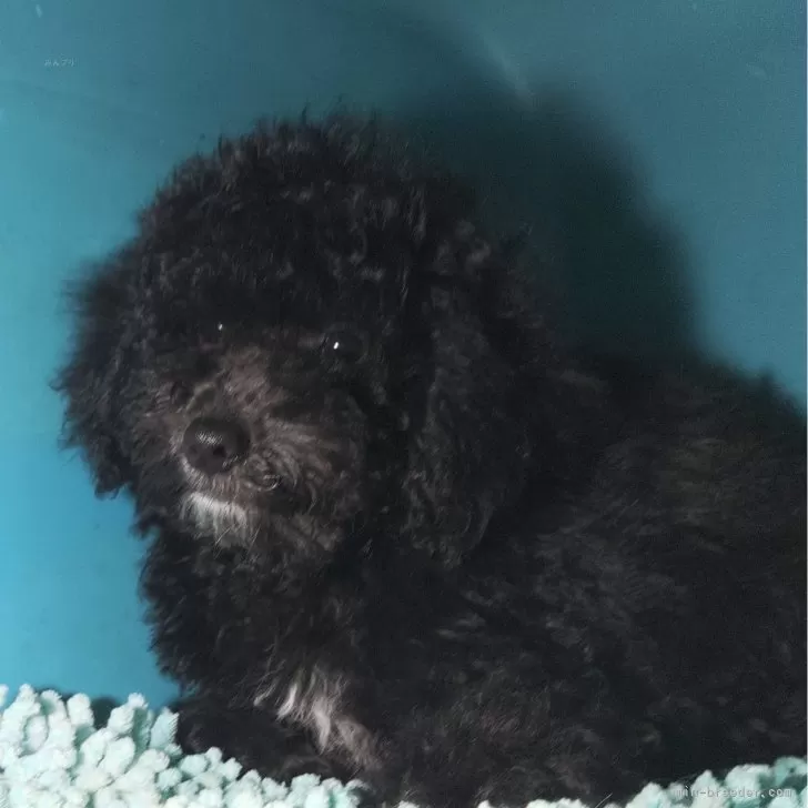 ID：2408-03380の子犬
