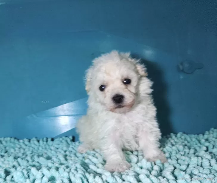 ID:2408-06606の子犬