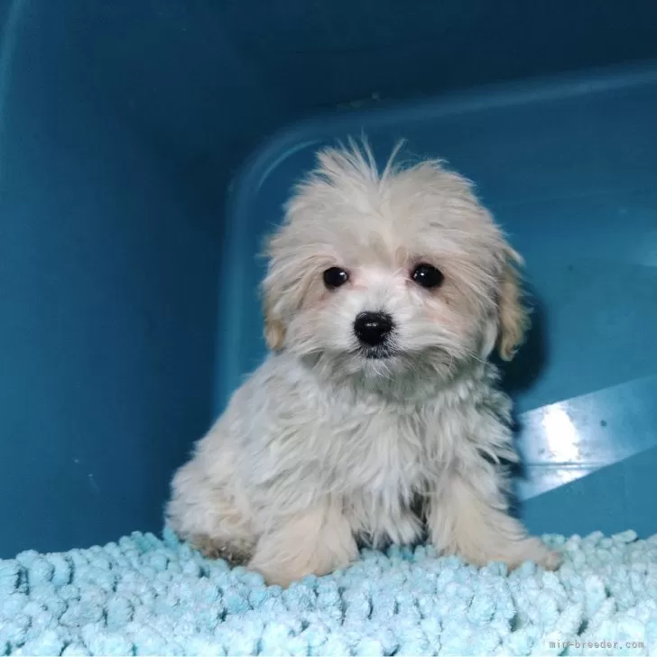 ID：2401-06603の子犬