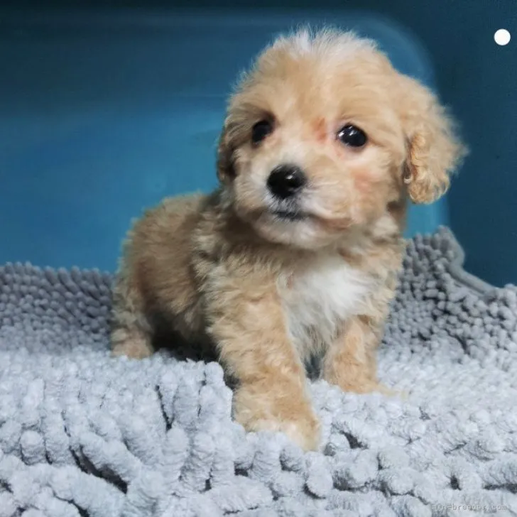 アポロ 様のお迎えした子犬