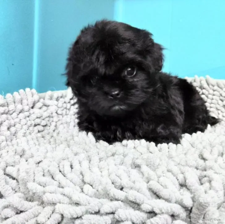 ID:2212-02737の子犬