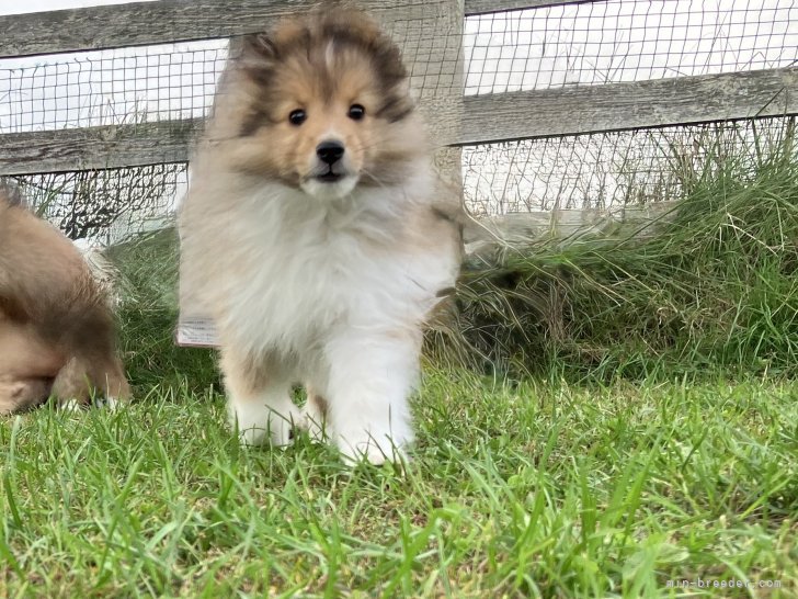 小城由美ブリーダーのブログ：パルフェちゃんの巣立ち