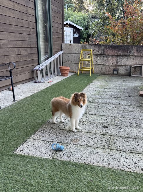 小城由美ブリーダーのブログ：巣立ち