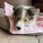 シェットランドシープドッグ