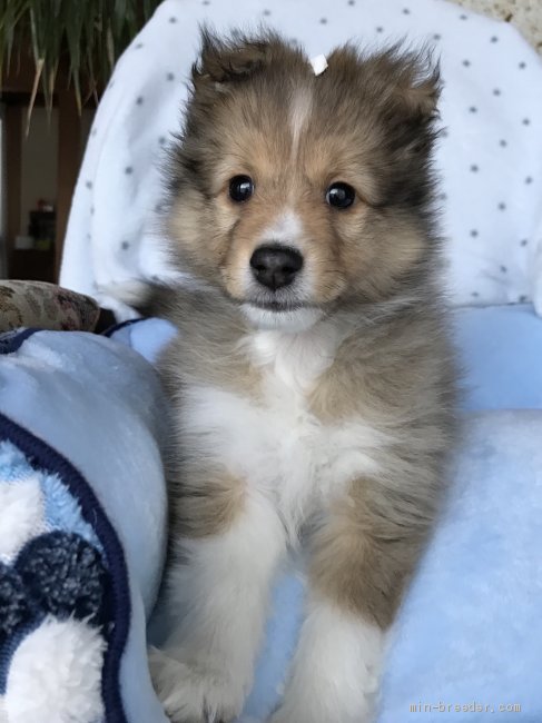シェットランドシープドッグ 茨城県 男の子 19年12月10日 セーブル 犬質抜群 魅力的な男の子 みんなのブリーダー 子犬id 01 シェットランドシープドッグ 茨城県 男の子 19年12月10日 セーブル 犬質抜群 魅力的な男の子 みんなのブリーダー 子犬id 01