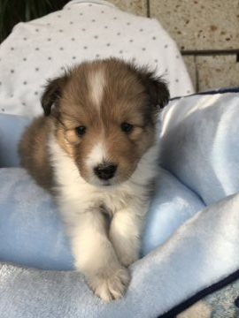 シェットランドシープドッグ【茨城県・男の子・2019年12月10日・セーブル】の写真「フルカラーの派手な男の子　」