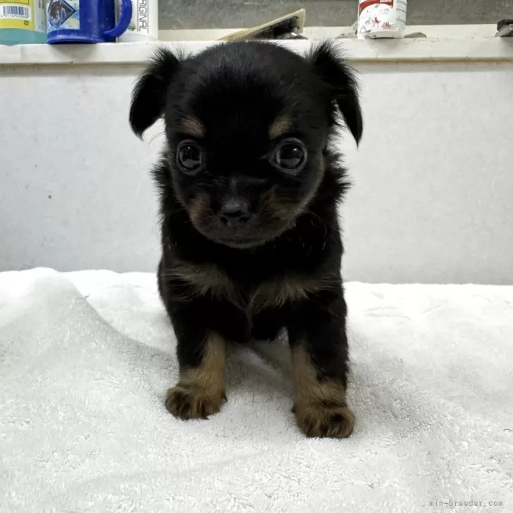 ID:2506-06605の子犬