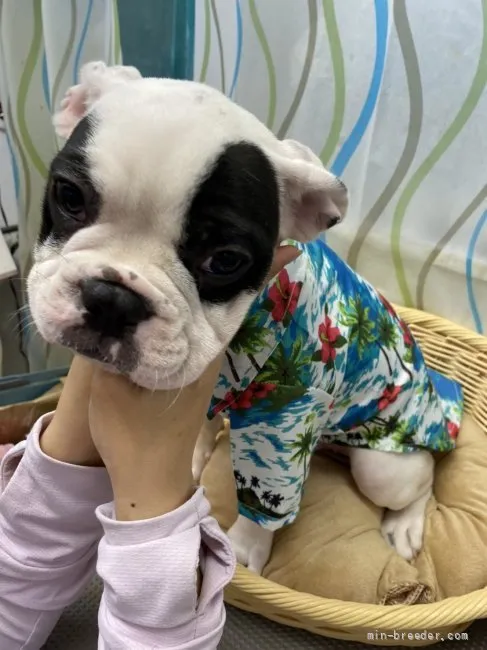 ID：2105-02764の子犬
