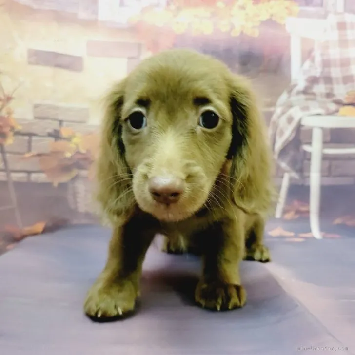 ID：2309-00893の子犬