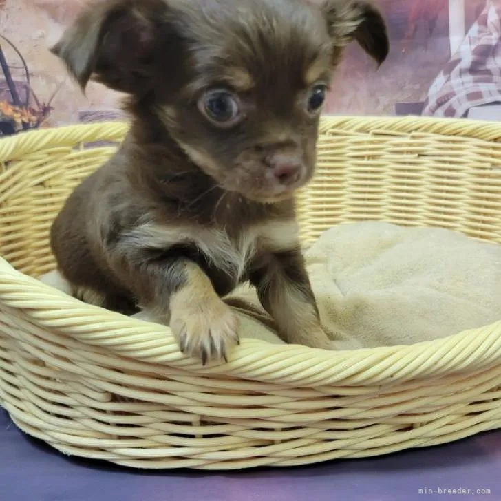 ID：2210-02674の子犬